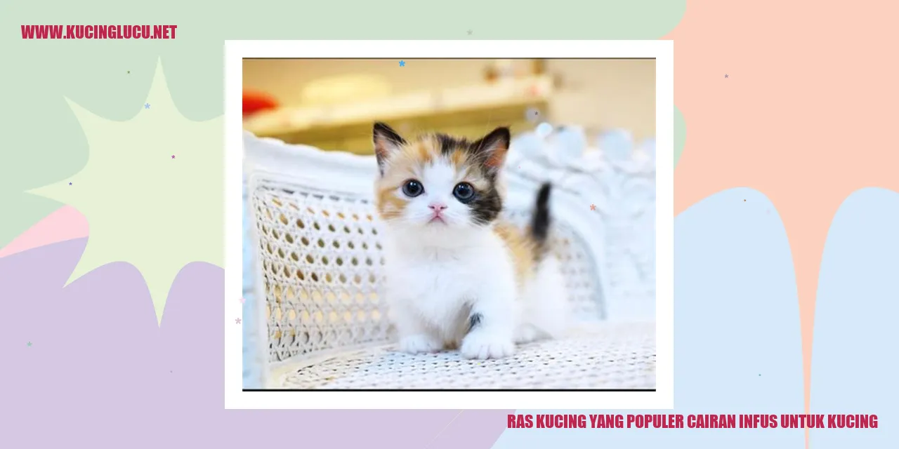 Cairan Infus untuk Kucing