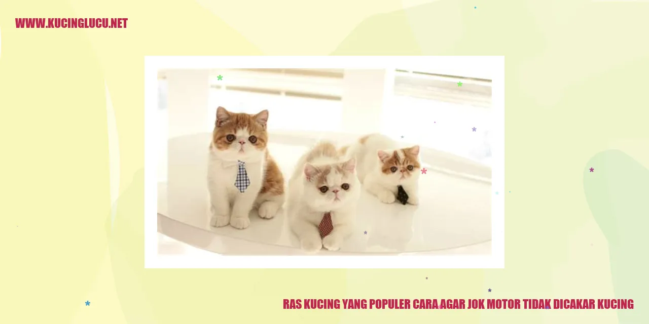 Ras Kucing yang Populer cara agar jok motor tidak dicakar kucing