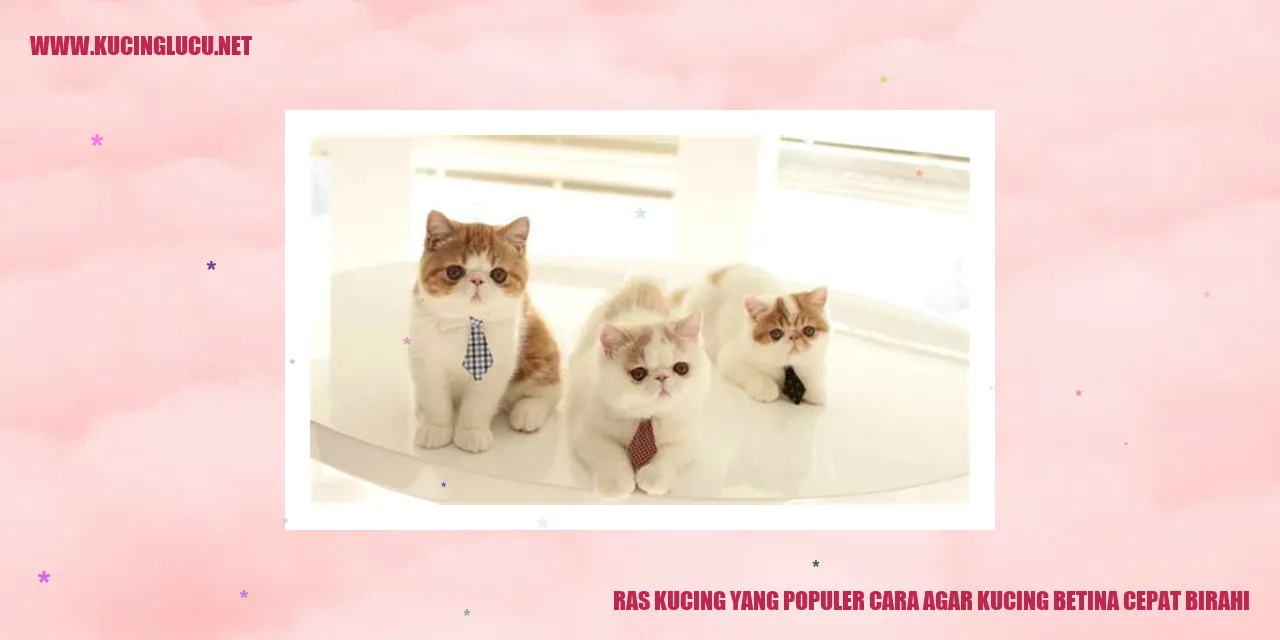 Ras Kucing yang Populer cara agar kucing betina cepat birahi