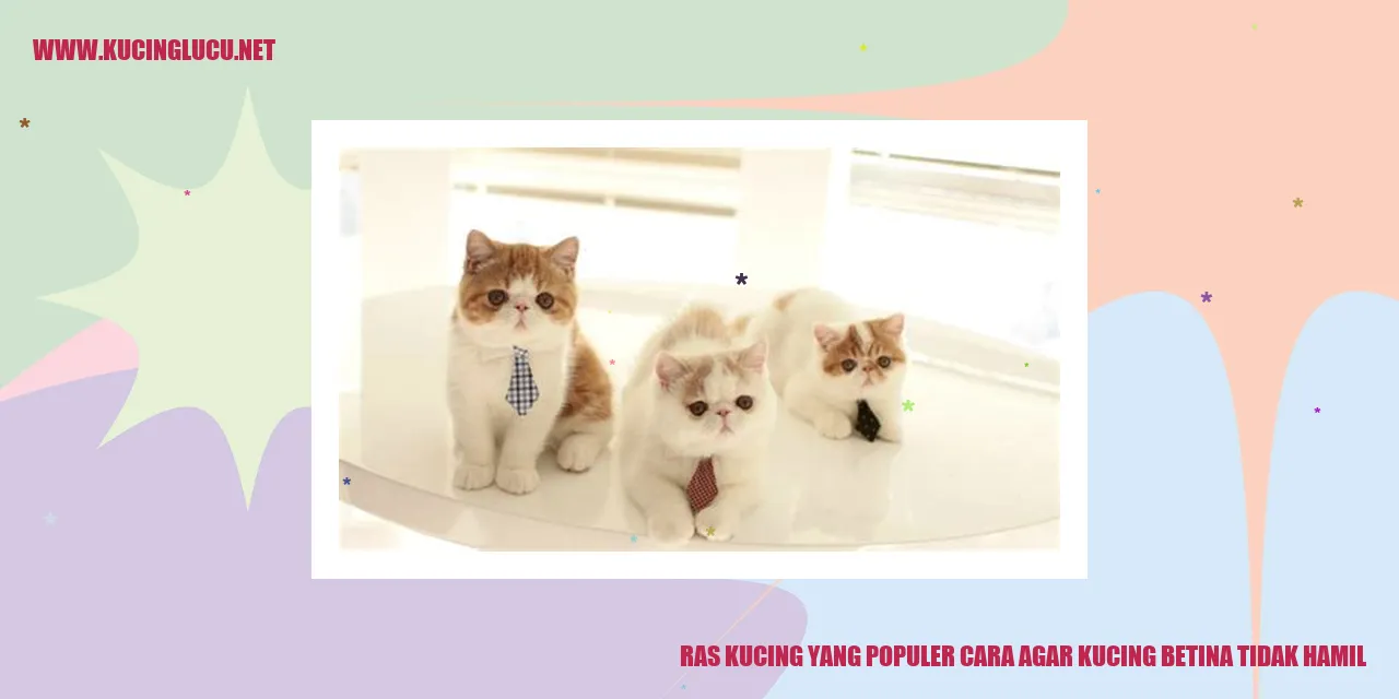 Kucing Betina Tidak Hamil