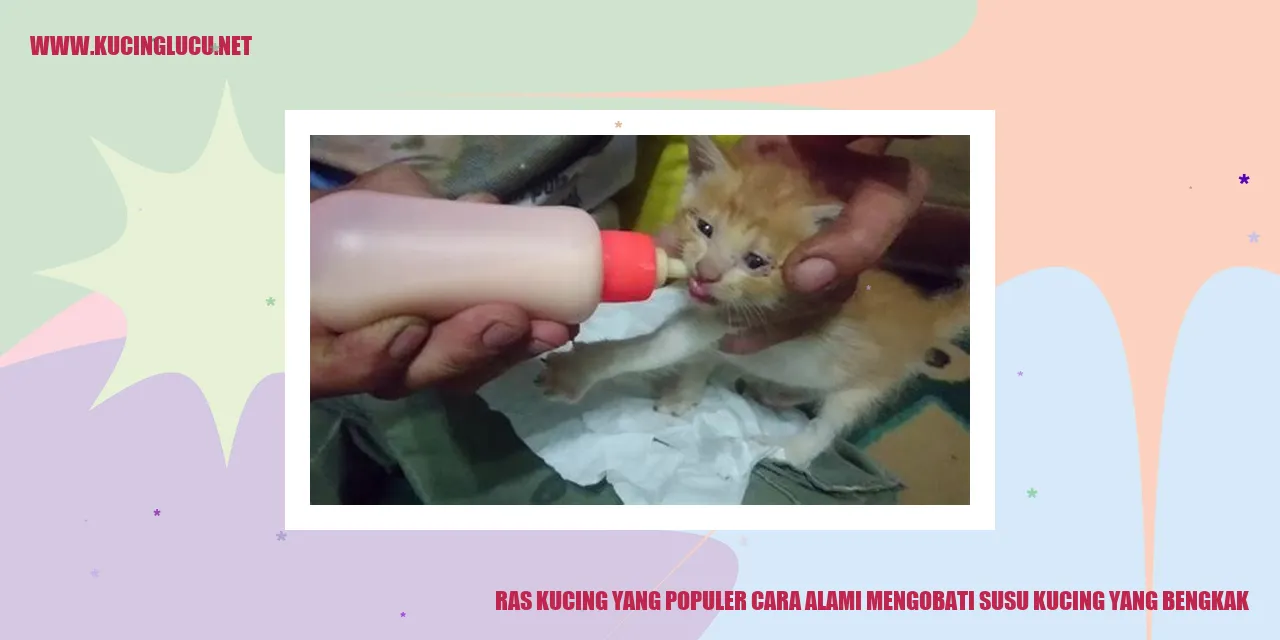 Ras Kucing yang Terkenal: Metode Alami untuk Mengatasi Pembengkakan Susu pada Kucing