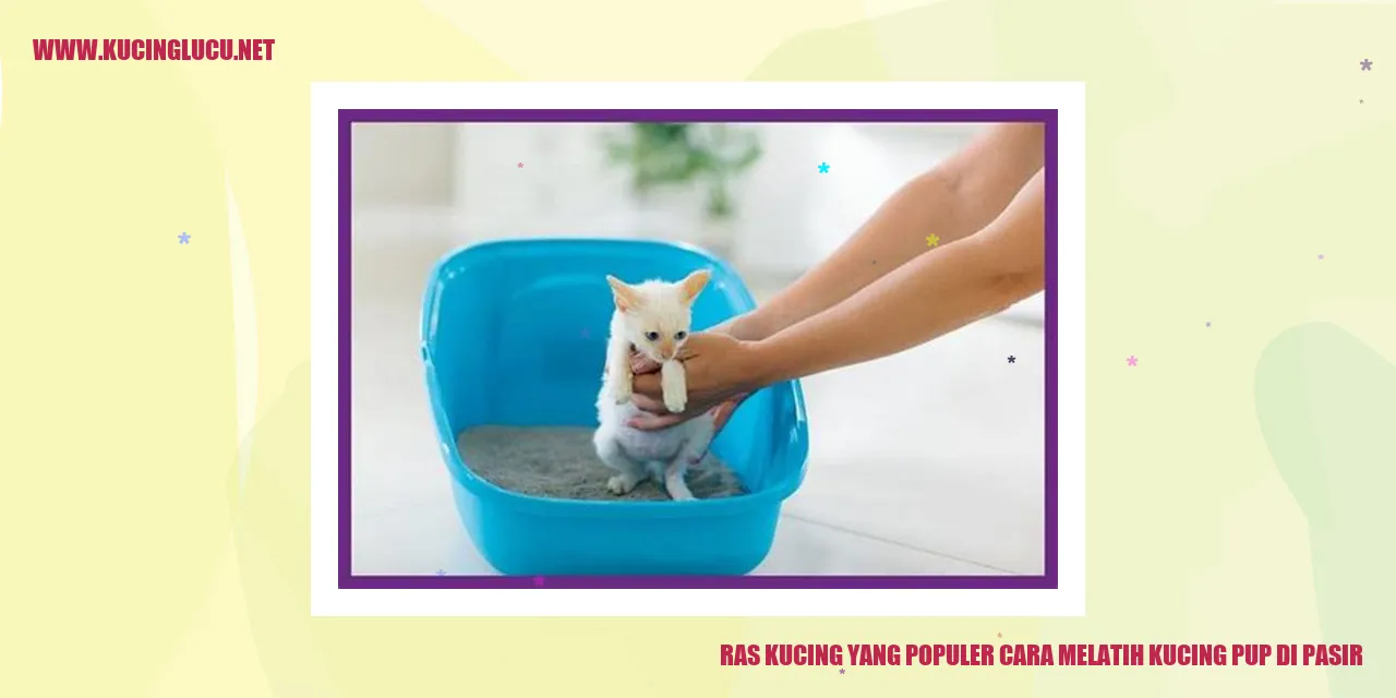 Ras Kucing yang Populer cara melatih kucing pup di pasir