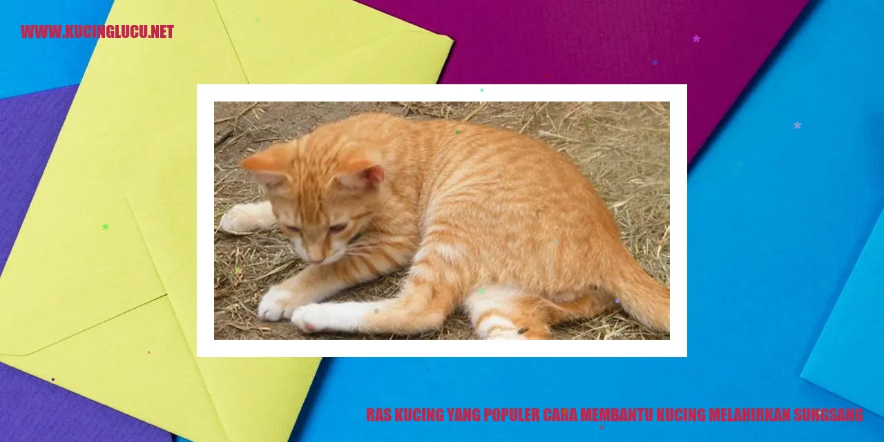 Kucing Ras yang Populer