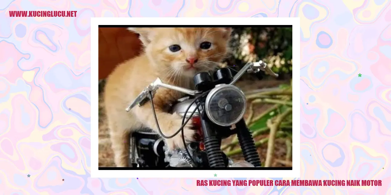 Gambar Kucing Naik Motor