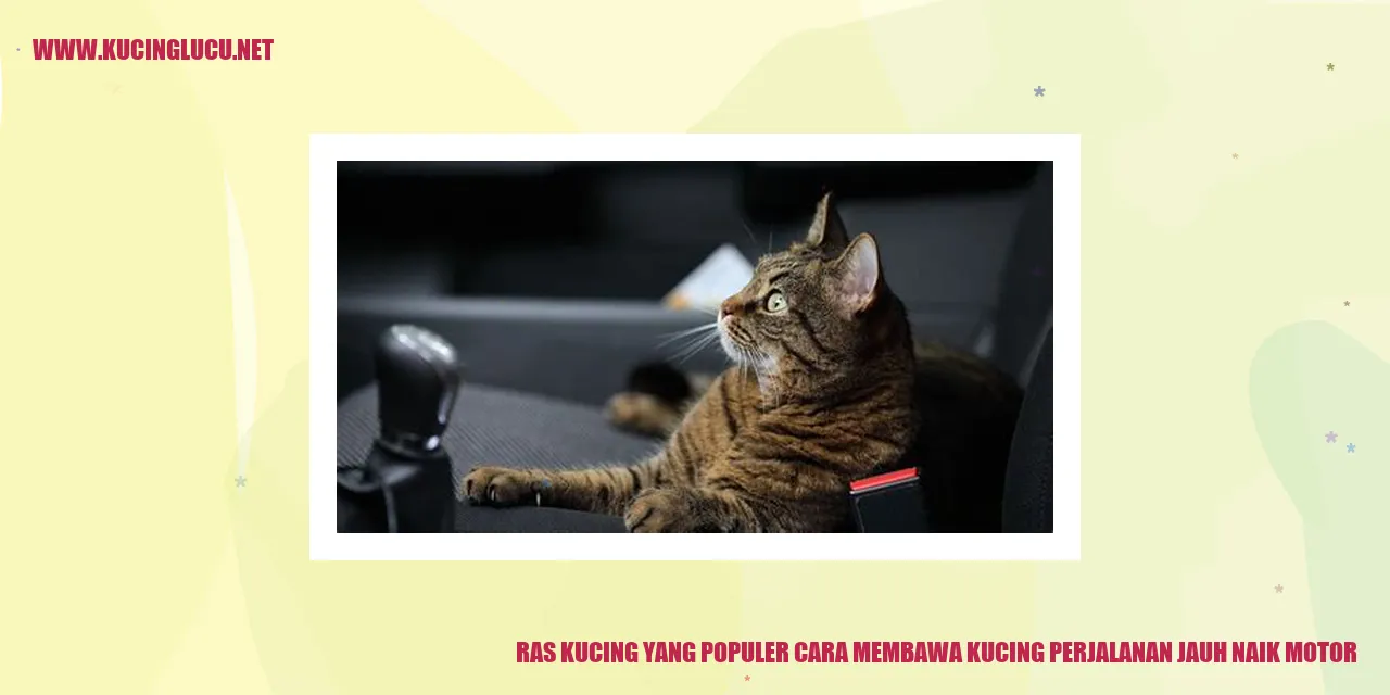 Kucing Perjalanan
