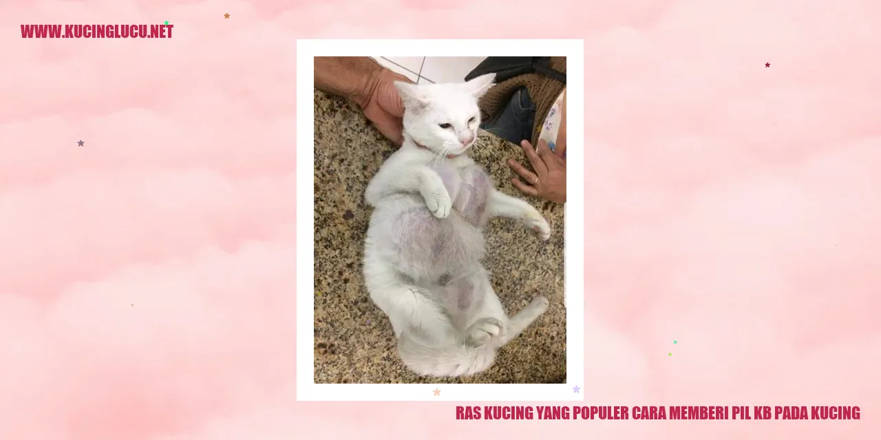 Ras Kucing yang Populer cara memberi pil kb pada kucing