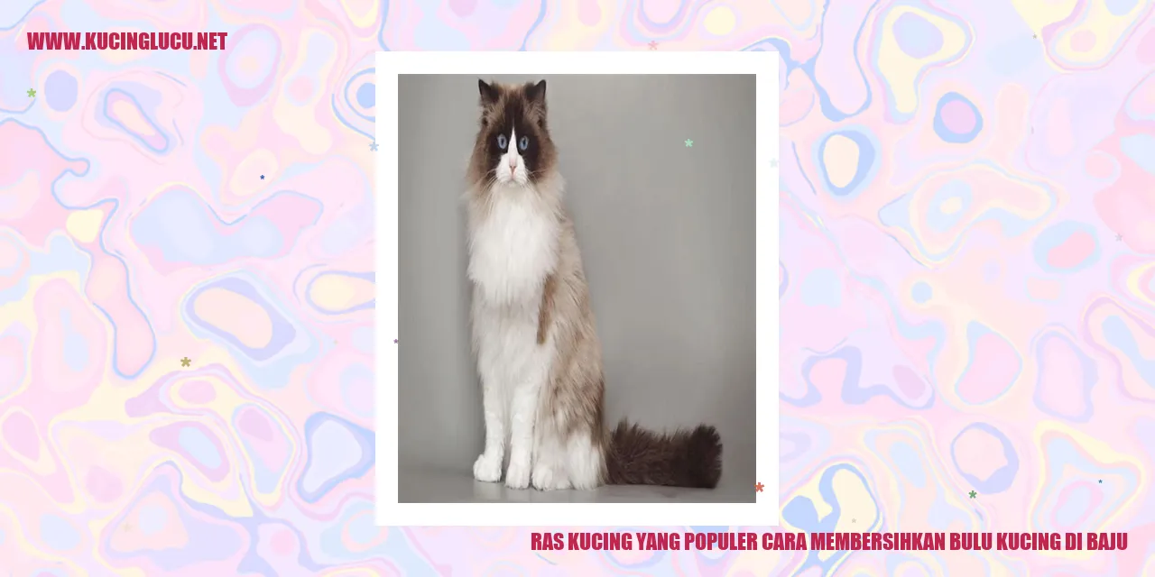 Ras Kucing yang Populer cara membersihkan bulu kucing di baju