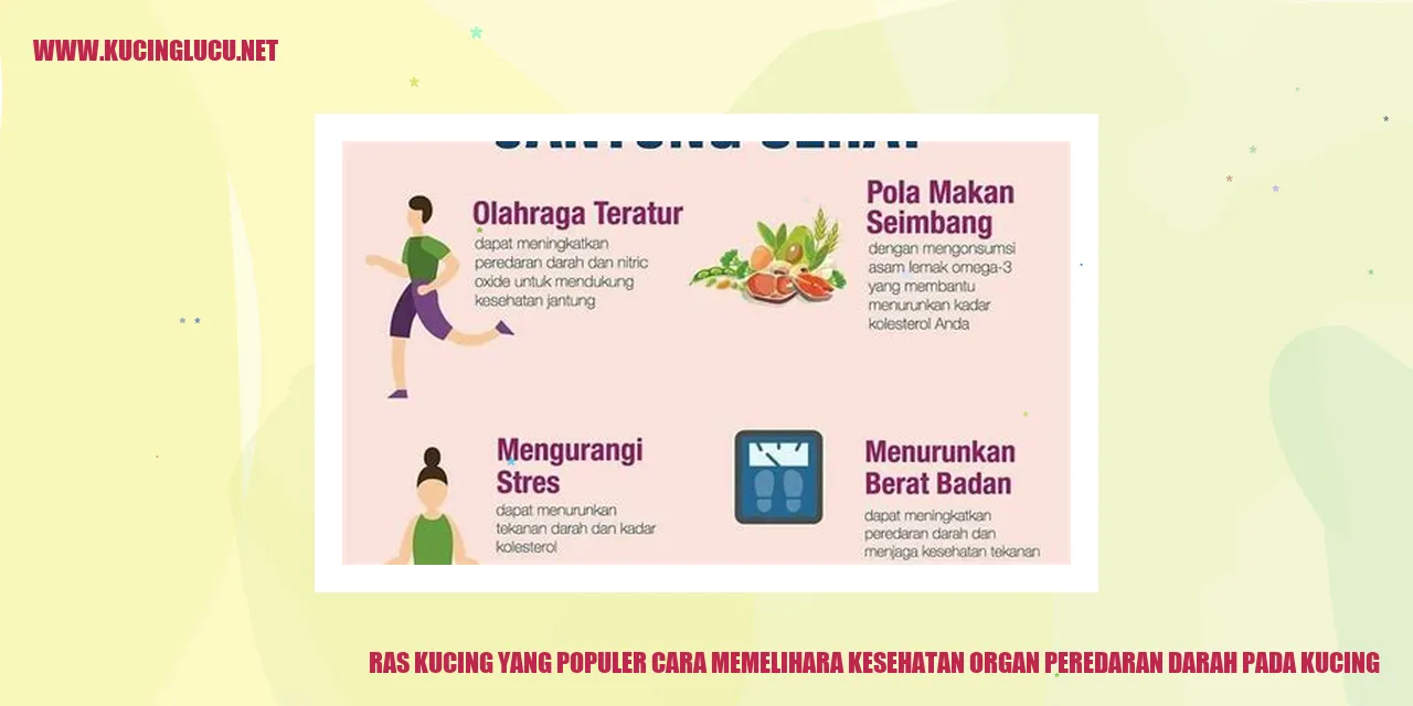 Ras Kucing yang Populer cara memelihara kesehatan organ peredaran darah pada kucing