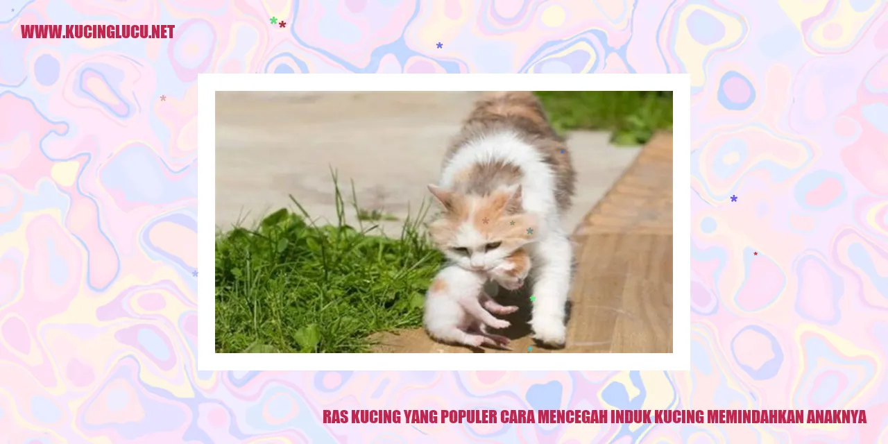 Kucing yang Populer