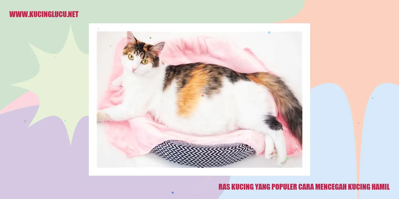 Ras Kucing yang Terkenal cara mencegah kucing hamil