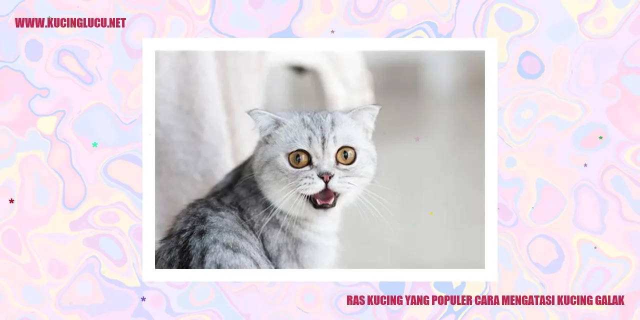 Kucing Galak