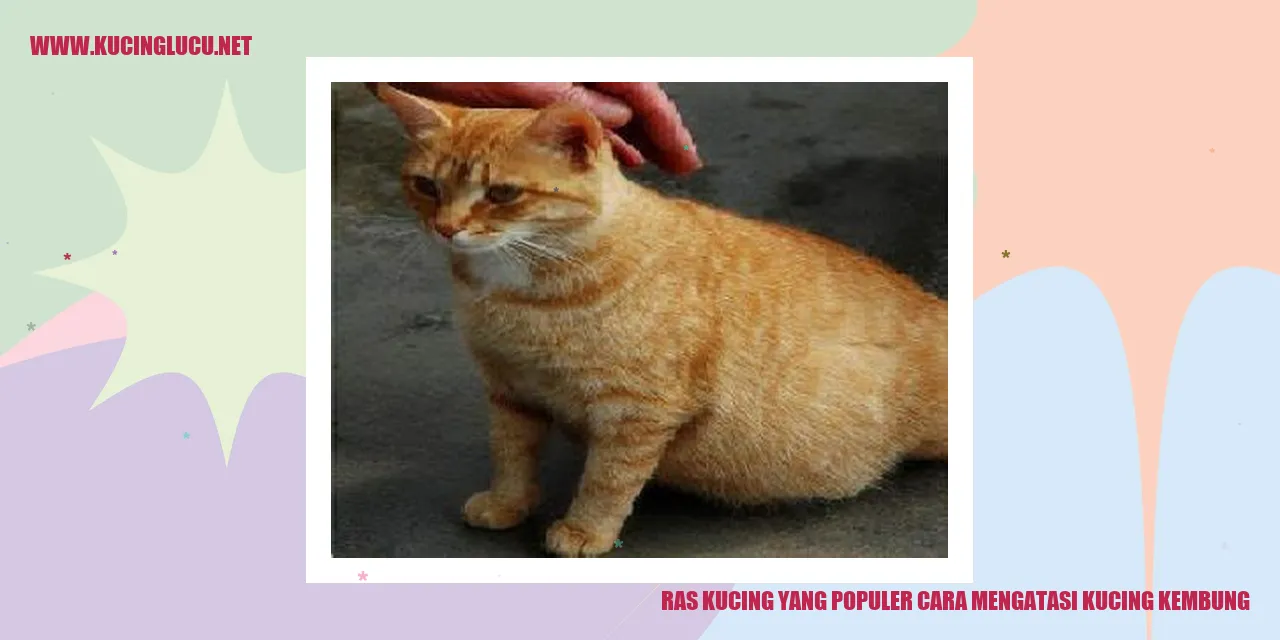 Ilustrasi Ras Kucing yang Terkenal dan Cara Mengatasi Kucing yang Mengalami Kembung