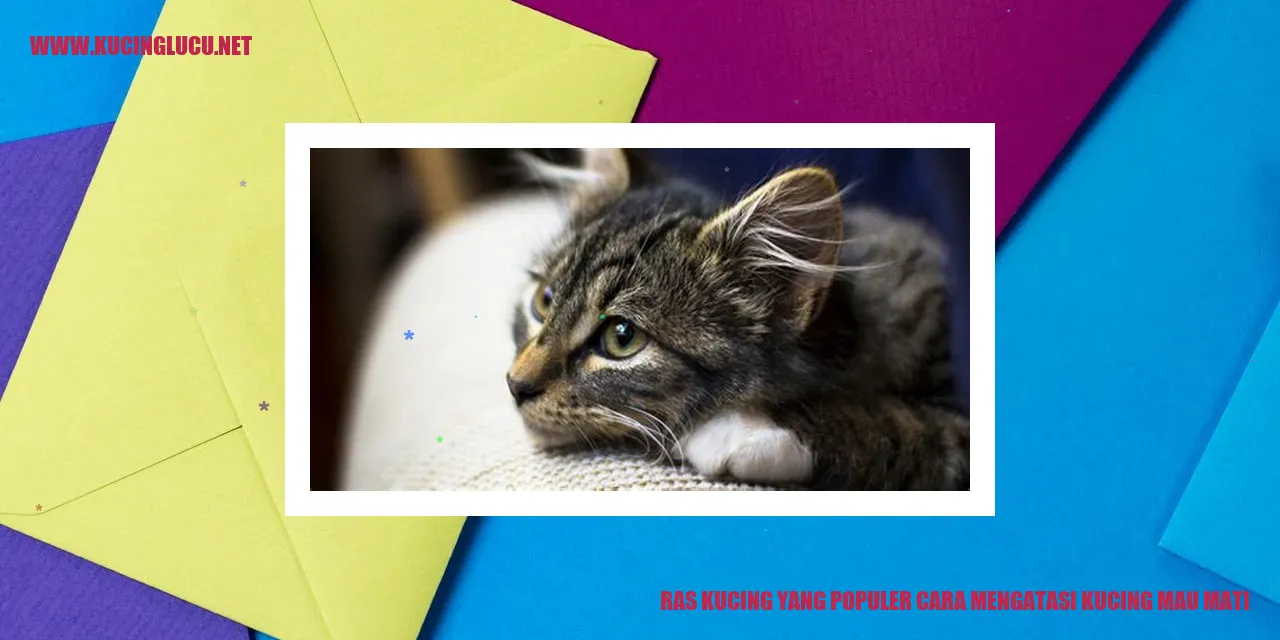 Ras Kucing yang Populer cara mengatasi kucing mau mati