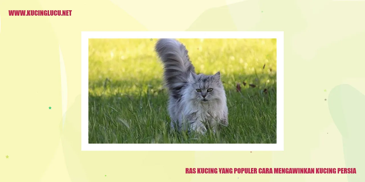 Kucing Persia