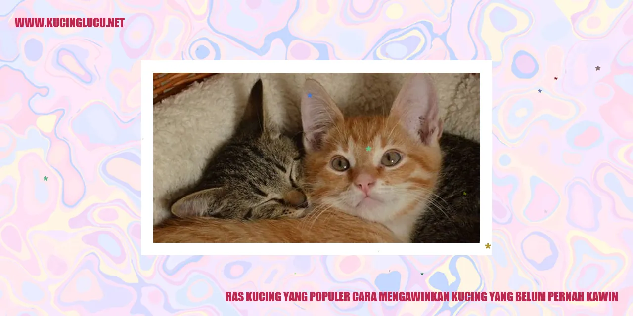 Gambar Kucing Melakukan Pembiakan