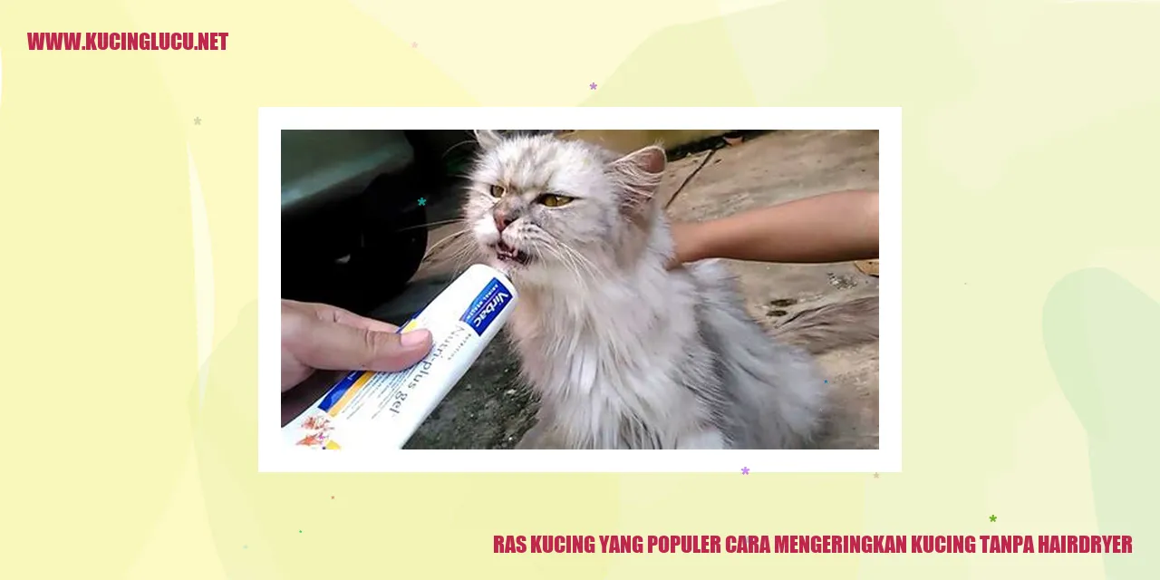 gambar kucing sedang dikeringkan