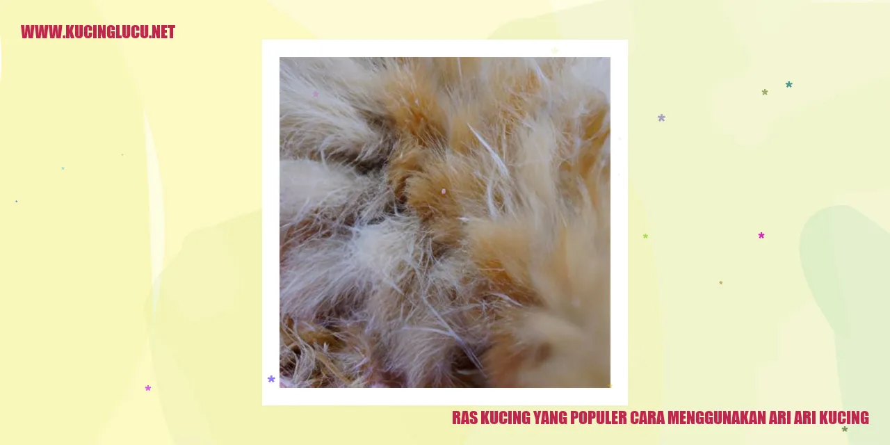 Gambar Kucing