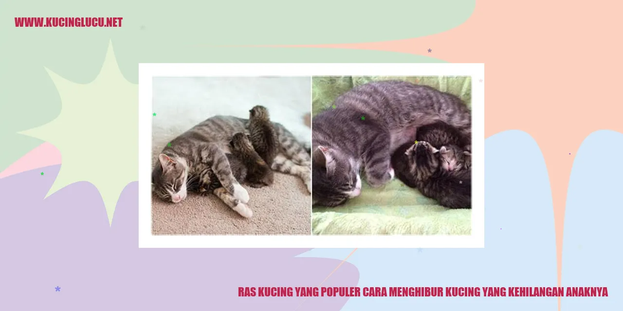 gambar ras kucing