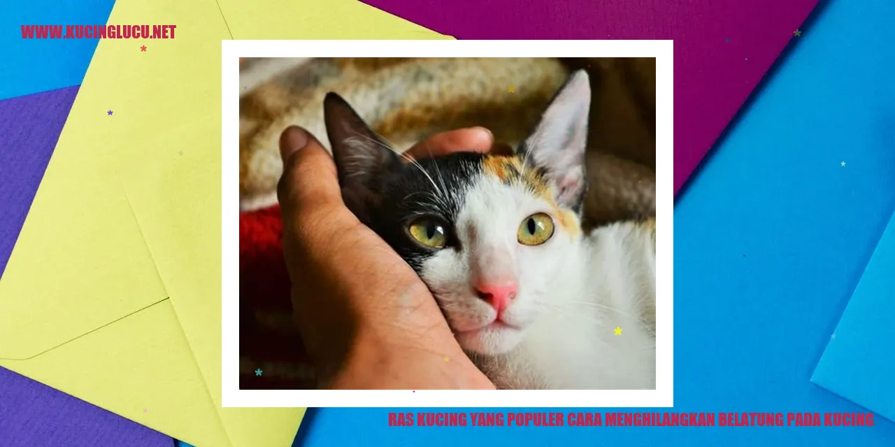 Ras Kucing yang Populer cara menghilangkan belatung pada kucing