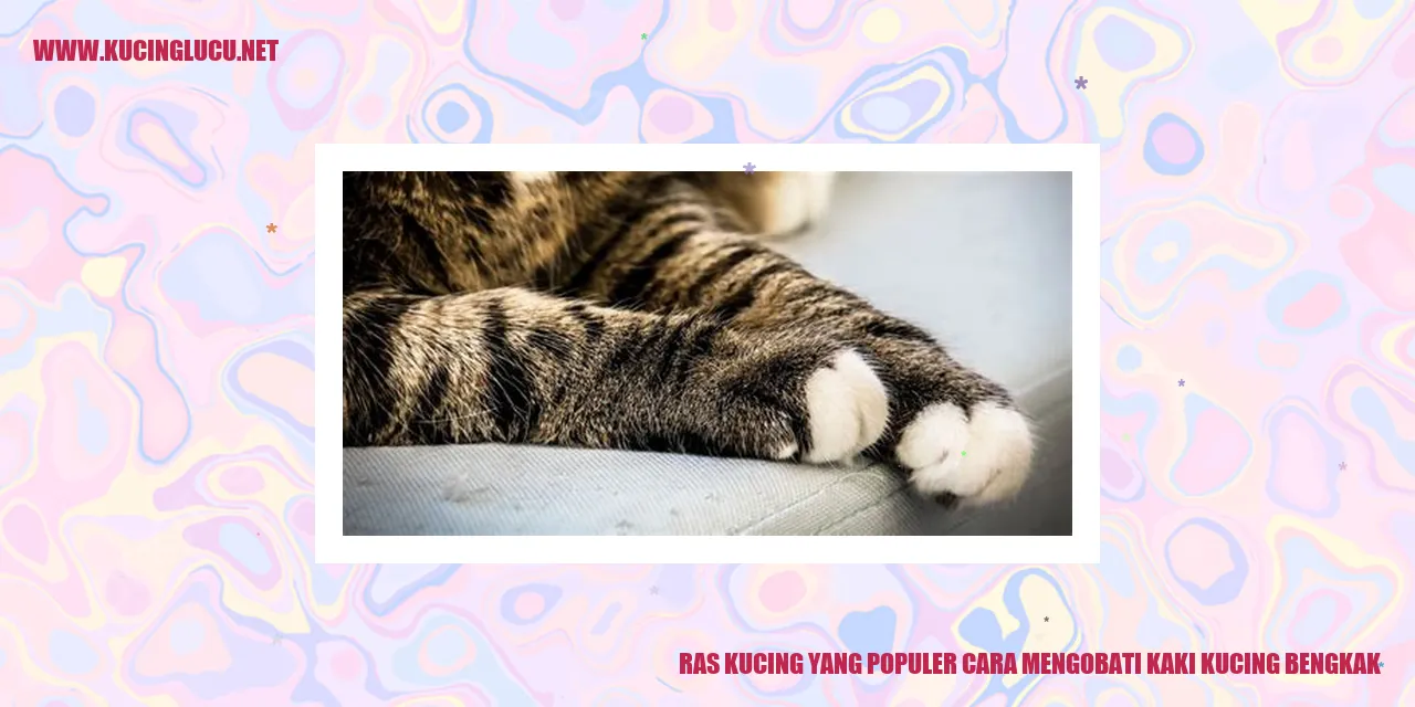 Pilihan Ras Kucing Populer dengan Cara Mengobati Pembengkakan pada Kaki Kucing