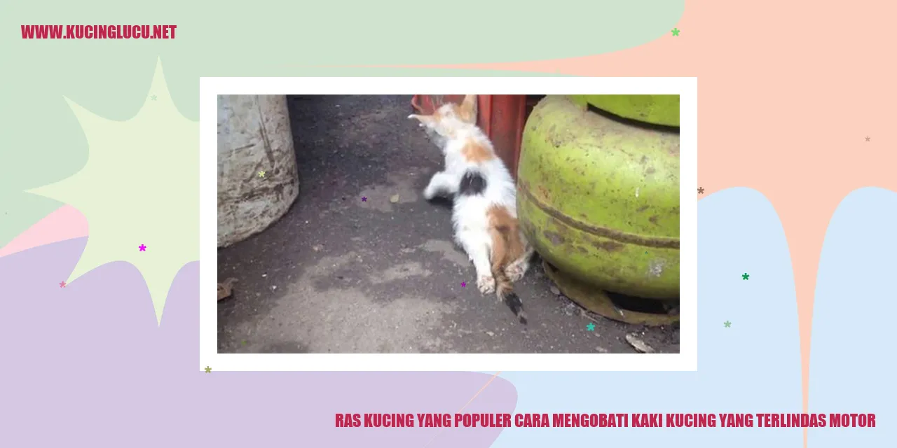Kucing Mengobati Kaki yang Terlindas Motor