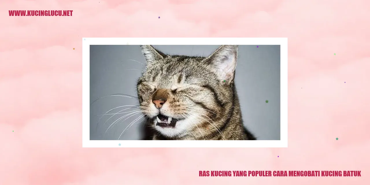Ras Kucing yang Populer cara mengobati kucing batuk
