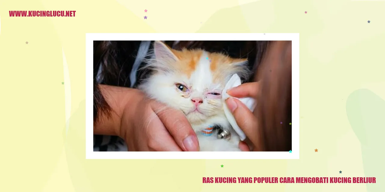 Ras Kucing yang Populer cara mengobati kucing berliur