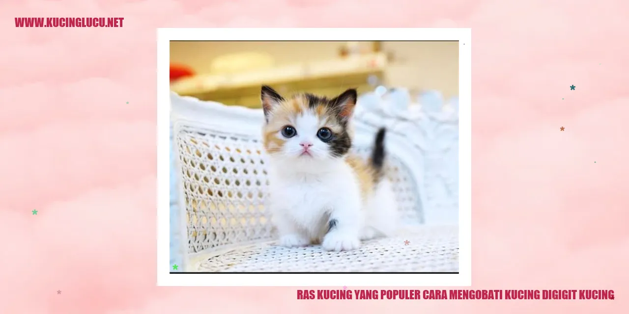 Ras Kucing yang Populer cara mengobati kucing digigit kucing