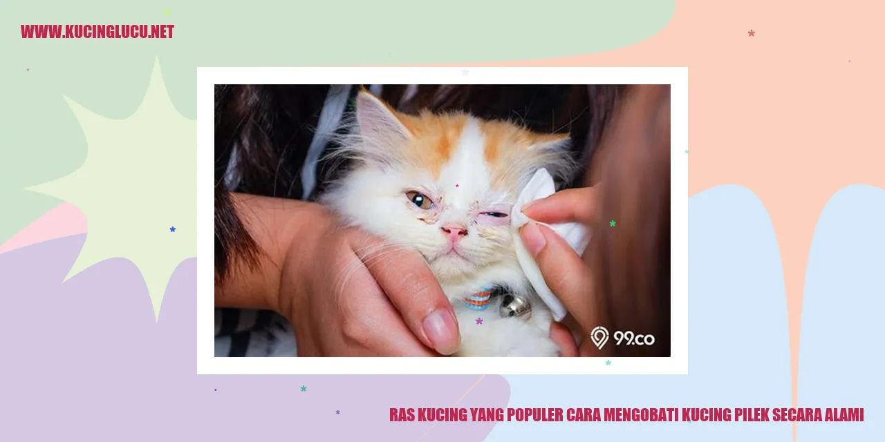 Ras Kucing yang Populer cara mengobati kucing pilek secara alami