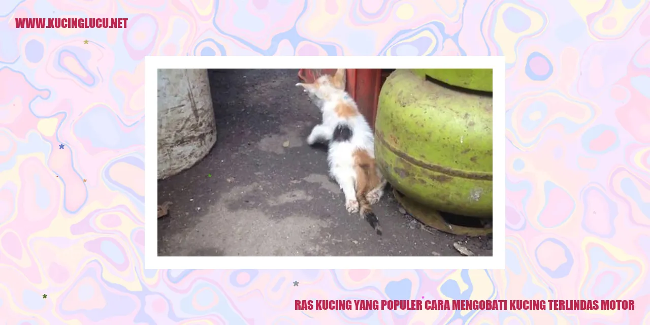 Ras Kucing Populer