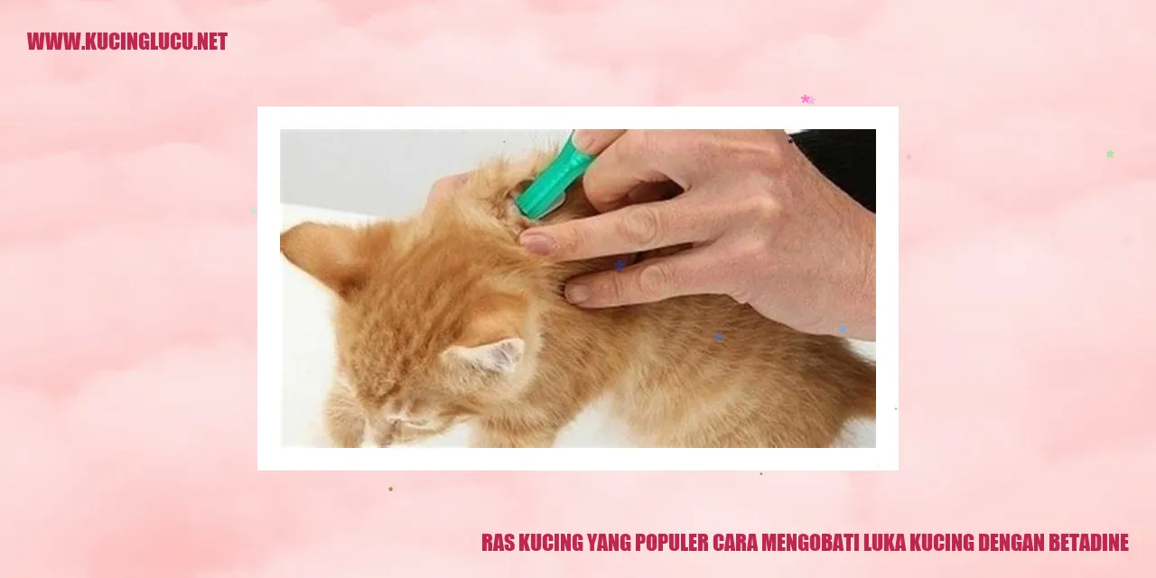 Gambar kucing dengan luka