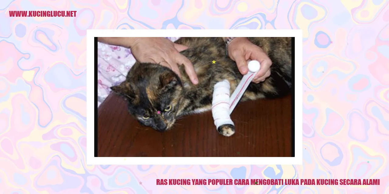 Kucing Ras Populer