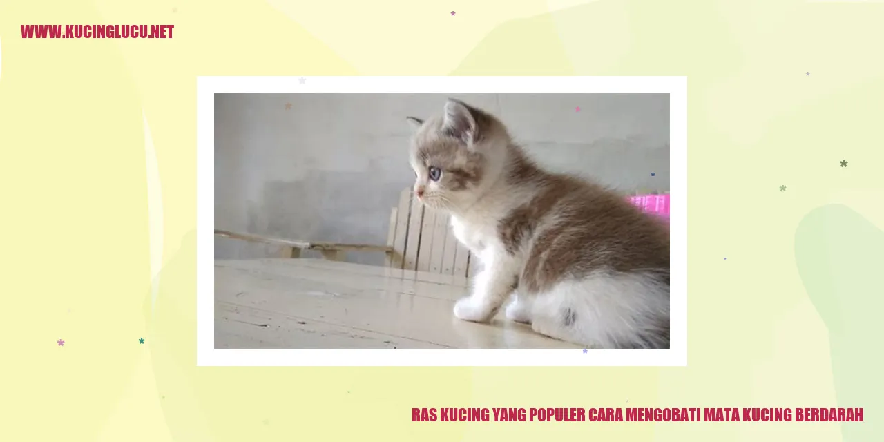 Gambar kucing populer dan mengobati mata kucing berdarah