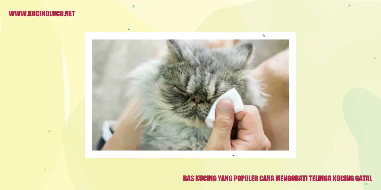 Gambar Kucing