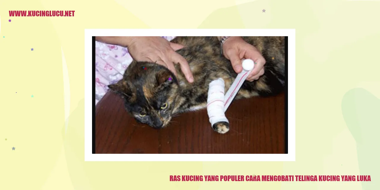 Ras Kucing yang Populer cara mengobati telinga kucing yang luka