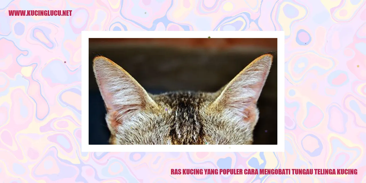 Ras Kucing yang Populer