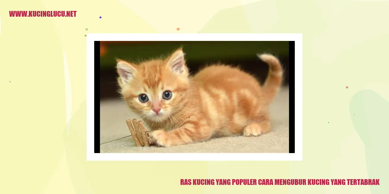 Ras Kucing yang Populer cara mengubur kucing yang tertabrak