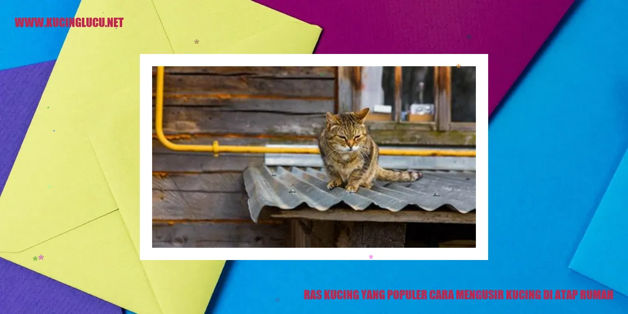 Kucing Mengusir Kucing di Atap Rumah