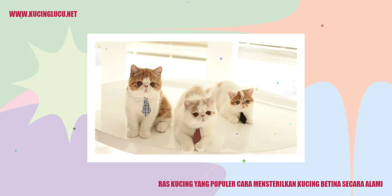 Ras Kucing yang Populer cara mensterilkan kucing betina secara alami