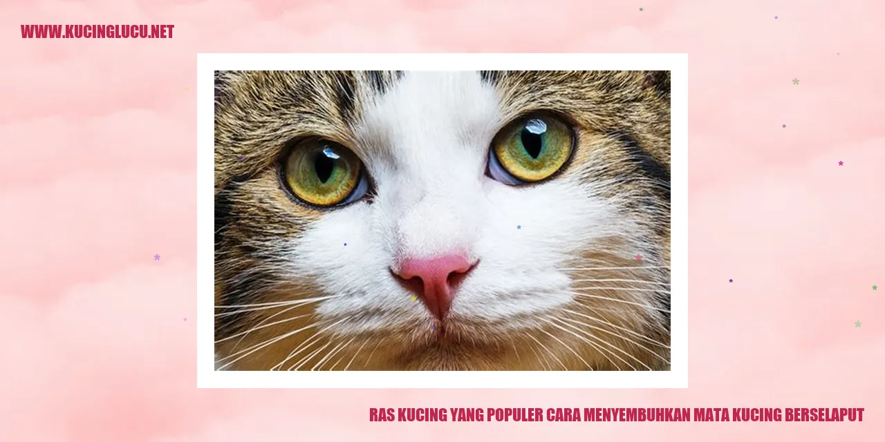 Kucing Berselaput
