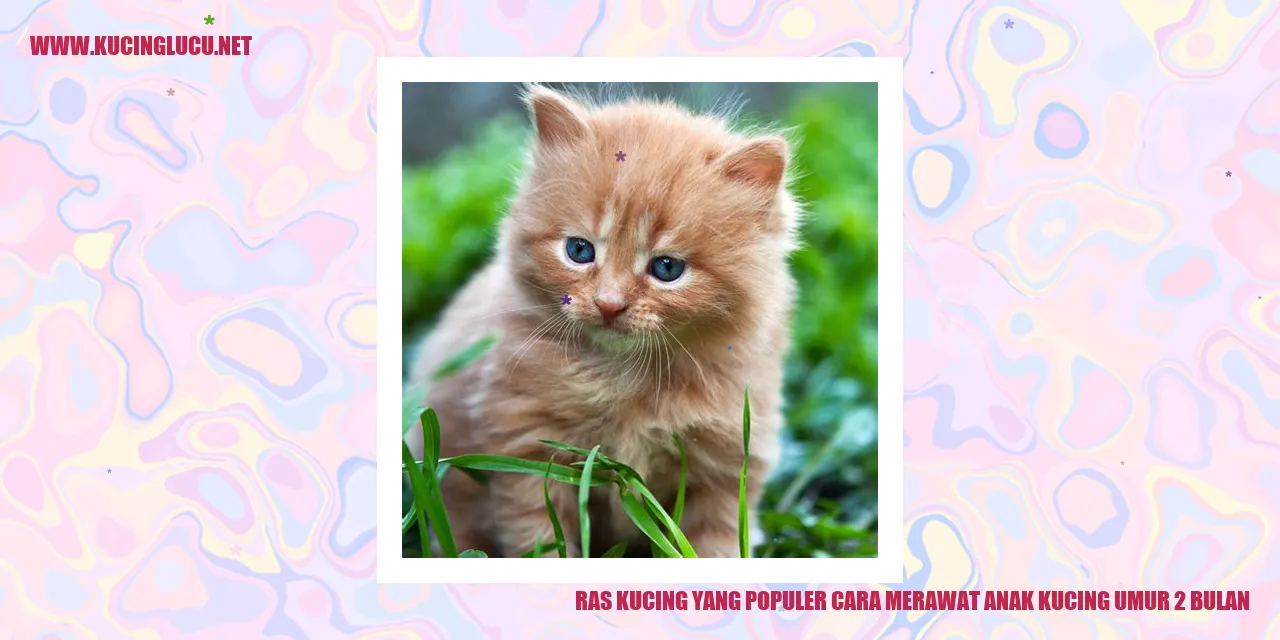 Ras Kucing yang Populer cara merawat anak kucing umur 2 bulan