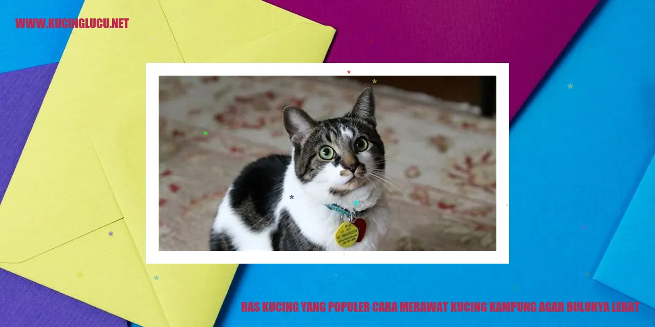 Kucing Kampung dengan Bulu Lebat