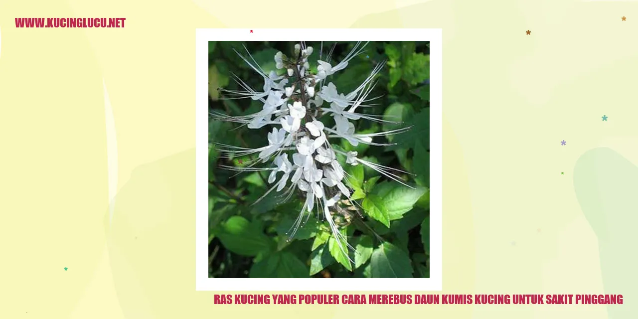 Ras Kucing yang Populer: Cara Merebus Daun Kumis Kucing untuk Sakit Pinggang