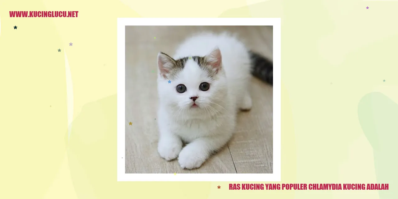 Ras Kucing yang Populer chlamydia kucing adalah