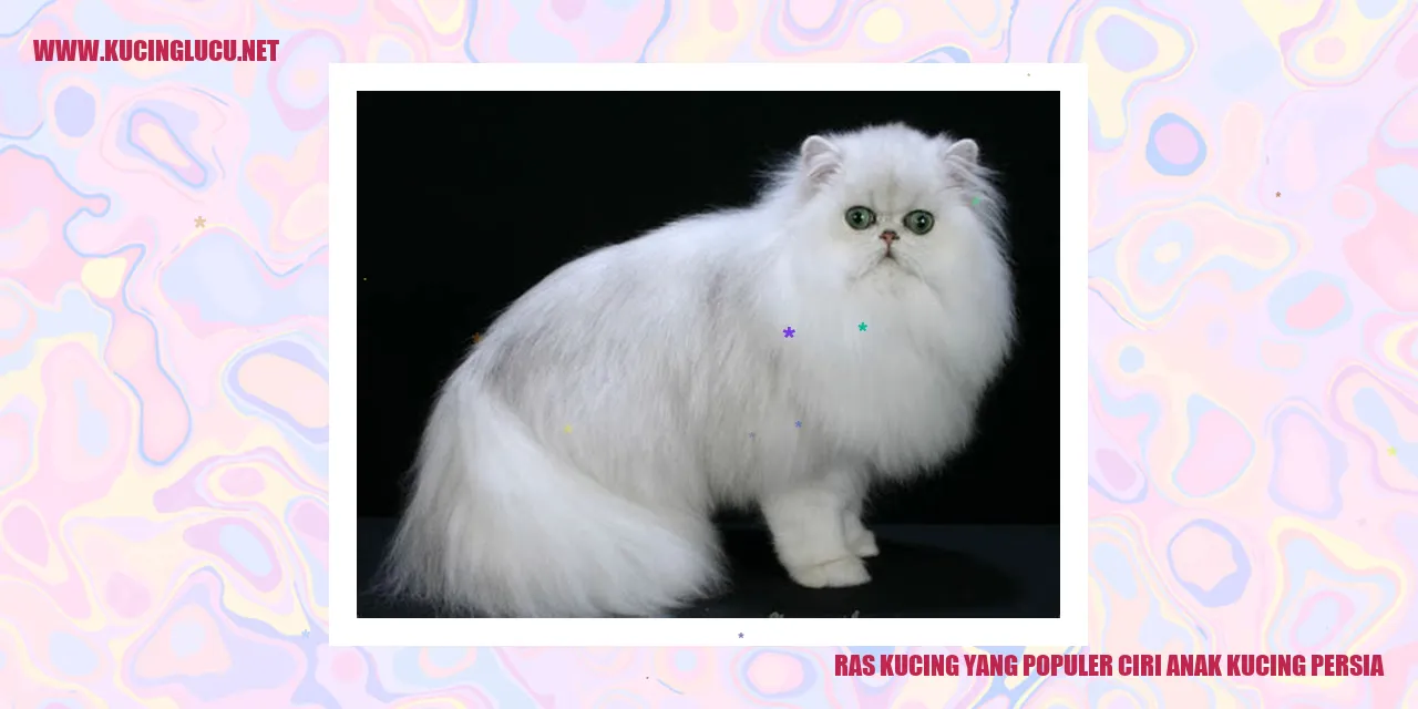Anak Kucing Persia