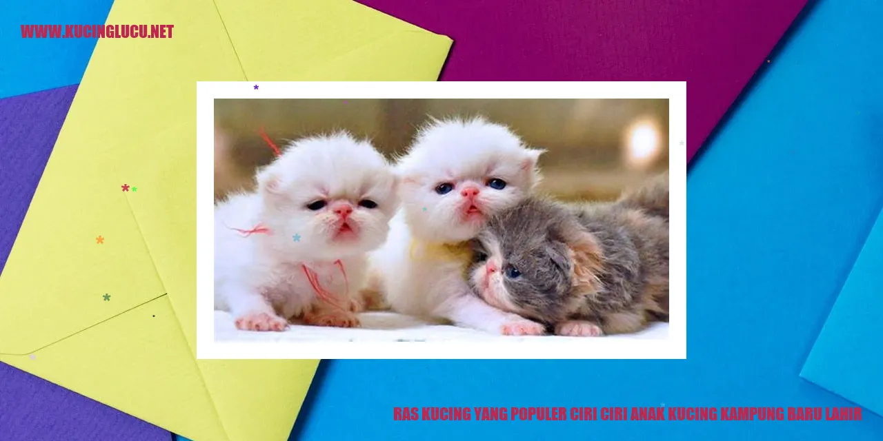 Anak kucing kampung baru lahir