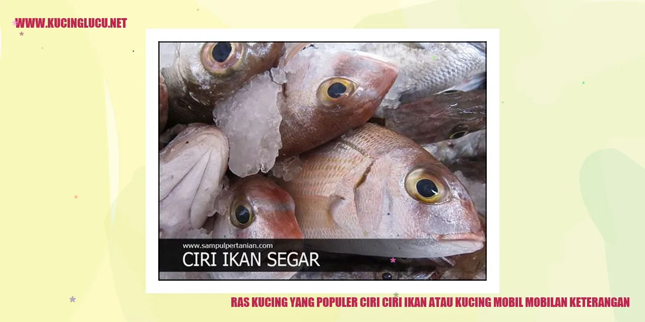 Ras Kucing yang Populer