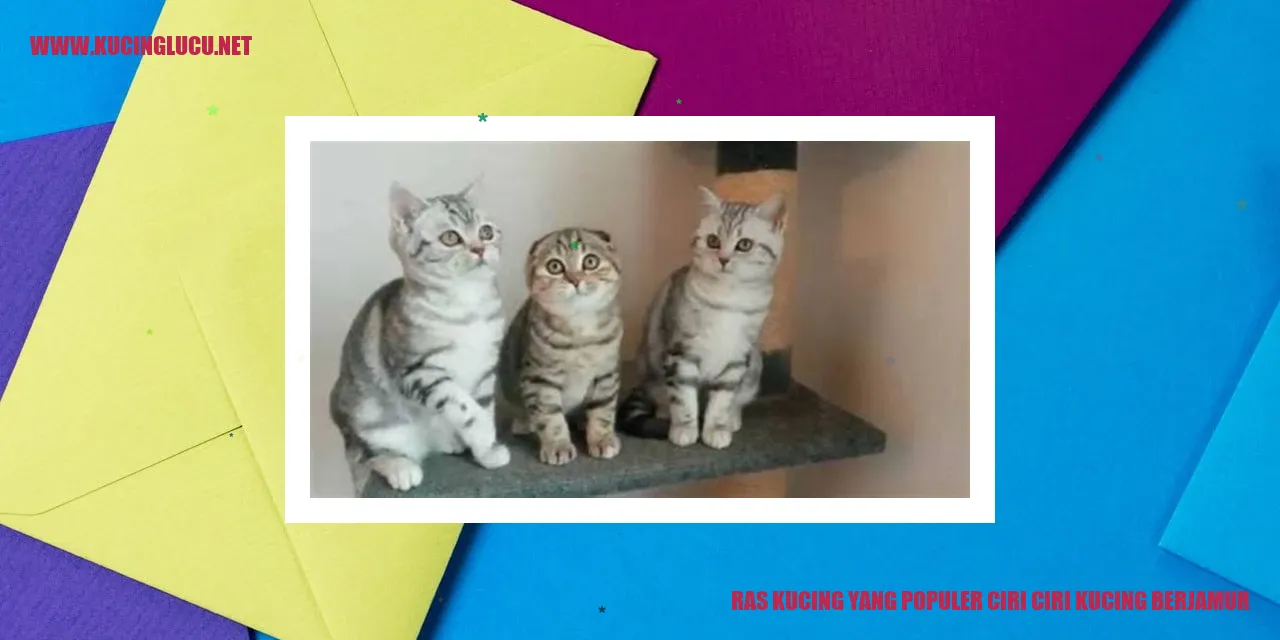 Ras Kucing Populer dan Tanda-tanda Kucing Terkena Jamur