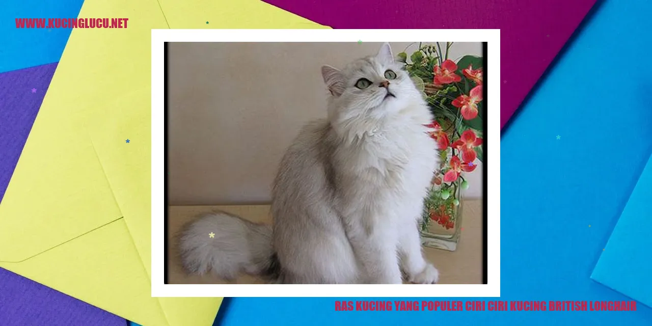 Kucing British Longhair