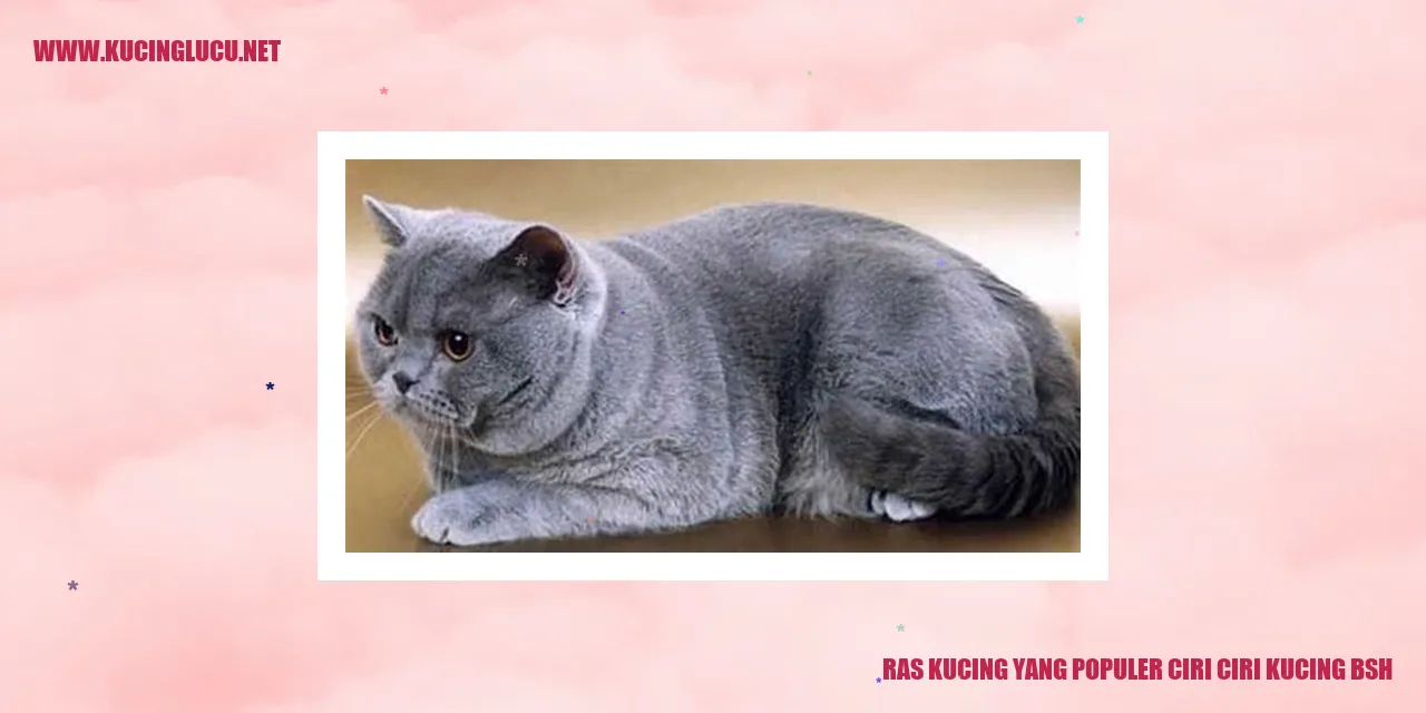 Ras Kucing yang Populer ciri ciri kucing bsh